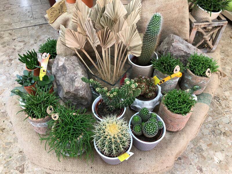 Blumen Impressionen - Kaktus Pflanzen im Topf