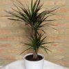 Dracaena - Dracaena