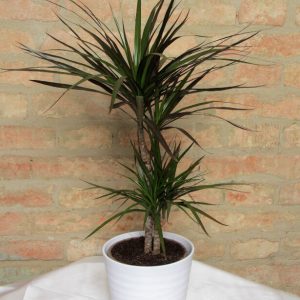 Blumentaxi - Dracaena