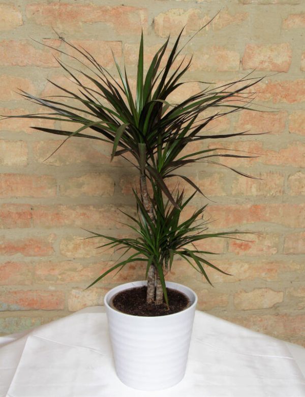 Dracaena - Dracaena