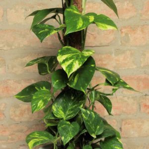 Epipremnum
