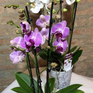Pflanzerei - Orchidee