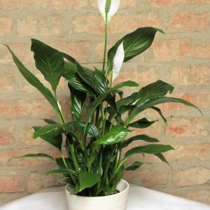 Blumentaxi - Spathiphyllum