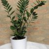 Zamioculcas - Zamioculcas