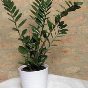 Zamioculcas
