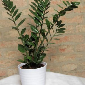 Blumentaxi - Zamioculcas