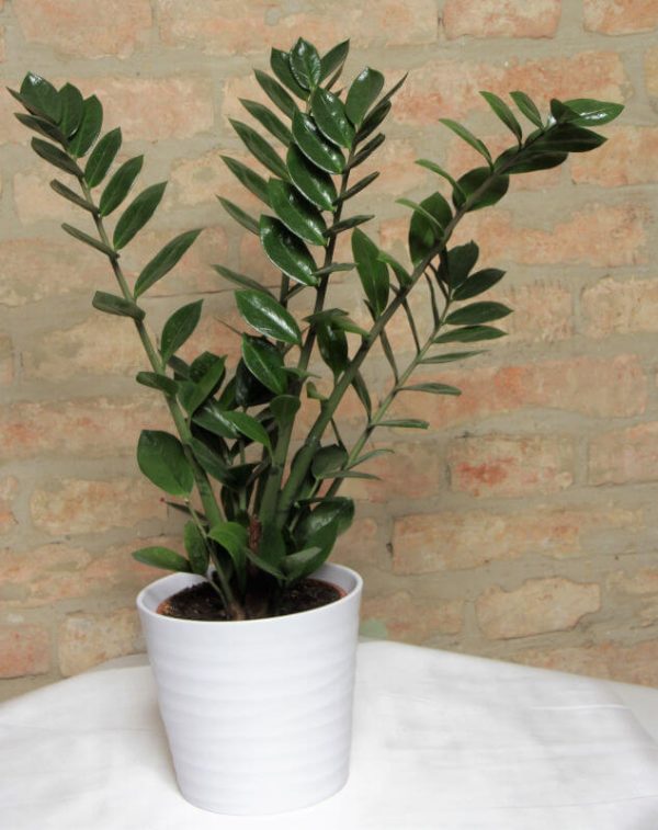 Zamioculcas