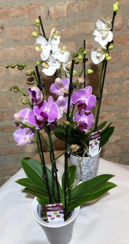 Orchidee - Orchidee